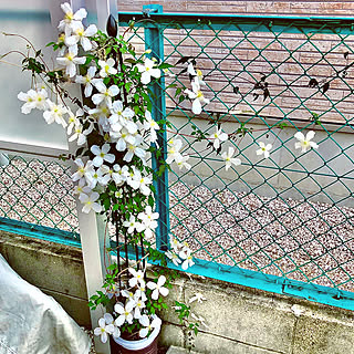 クレマチスモンタナスノーフレークのインテリア実例 Roomclip ルームクリップ