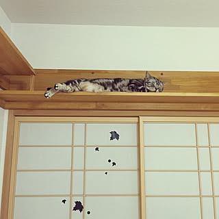 猫 障子のインテリア実例 Roomclip ルームクリップ 猫 障子のインテリア実例 Roomclip ルームクリップ