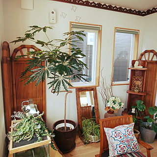 観葉植物 アラレアのインテリア実例 Roomclip ルームクリップ
