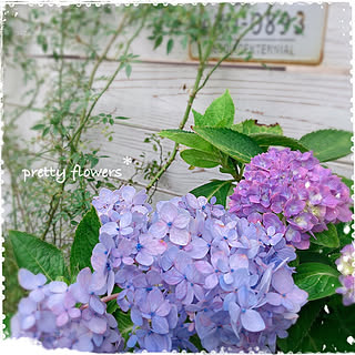 あじさい 霧島の恵のおしゃれなアレンジ 飾り方のインテリア実例 Roomclip ルームクリップ あじさい 霧島の恵のおしゃれなアレンジ 飾り方のインテリア実例 Roomclip ルームクリップ