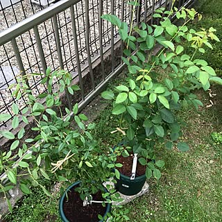 バラの家 バラ苗専門店 のおすすめプランター 植木鉢 全5件 Roomclipショッピング