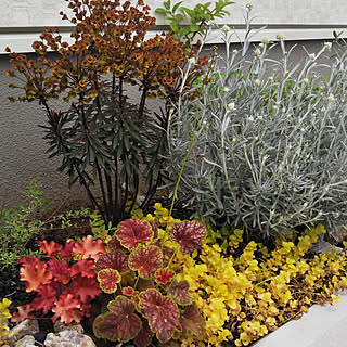 ヘリクリサムコルマのインテリア実例 Roomclip ルームクリップ