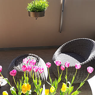 玄関/入り口/日々の記録/マンションインテリア/賃貸インテリア/暮らしを楽しむ...などのインテリア実例 - 2020-02-24 23:16:16