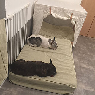 フレンチブルドッグ 犬のいる暮らしのインテリア実例 Roomclip ルームクリップ