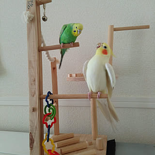 ベッド周り セキセイインコのインテリア実例 Roomclip ルームクリップ
