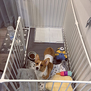 しまむら 犬のいる暮らしのインテリア実例 Roomclip ルームクリップ