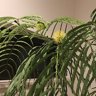 壁/天井/花のある暮らし/RCでの出会いに感謝です♡/カメラマークと共存/注文住宅...などのインテリア実例 - 2018-03-10 22:29:59