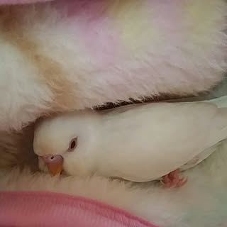 バス/トイレ/賃貸でも楽しく♪/キキとララ/セキセイインコのララ/インコと暮らす家...などのインテリア実例 - 2017-01-25 22:20:34