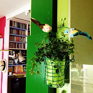 リビング/植木鉢/リメイク/NO GREEN NO LIFE/シッサス...などのインテリア実例 - 2014-09-10 07:34:06