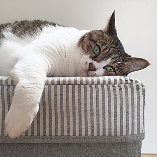 癒しの時間 癒しセットのインテリア実例 ｜ RoomClip（ルームクリップ）