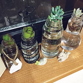 棚/水耕栽培/応急処置/多肉植物/NO GREEN NO LIFE...などのインテリア実例 - 2017-06-18 19:47:12