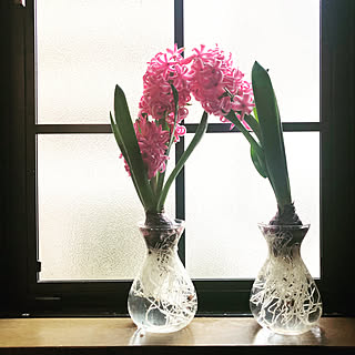 水耕栽培/ヒヤシンス/戸建て/こどもと暮らし/花...などのインテリア実例 - 2020-02-24 22:10:37