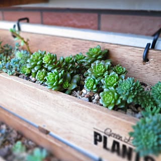 多肉植物/寄せ植え/木製プランター/ブライワックス　ジャコビアン/セリア転写シール...などのインテリア実例 - 2016-10-05 07:13:56