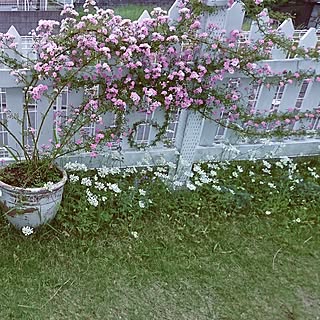 バラの庭のインテリア実例 Roomclip ルームクリップ