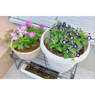 寄せ植え トレニアのインテリア実例 Roomclip ルームクリップ