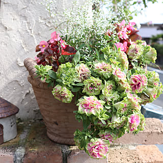 ガーデニング ユーフォルビア ダイヤモンド フロストのインテリア実例 Roomclip ルームクリップ