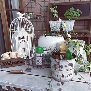 モニター⑧/BotaNice/多肉植物/観葉植物/アースガーデン...などのインテリア実例 - 2019-07-08 11:39:52