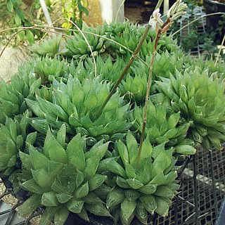 多肉植物/ハオルチア/クリスタルプラント/ハオルチア : マキシマ/群生を見るとワクワクする♪のインテリア実例 - 2015-12-09 19:50:41