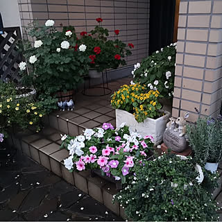 寄せ植え インパチェンスのインテリア実例 Roomclip ルームクリップ