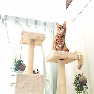 キャットタワー/北欧ナチュラル/ねこ部/ねこのいる日常/いいね!ありがとうございます♪...などのインテリア実例 - 2017-09-28 23:40:30