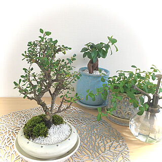 盆栽 シロシタンのインテリア実例 Roomclip ルームクリップ