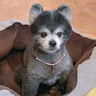 親バカ/犬のいる暮らし/わんこ/暮らしを変えたもの/RCの出会いに感謝♡...などのインテリア実例 - 2020-02-22 06:03:19