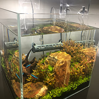 水草水槽 ハニードワーフグラミーのインテリア実例 Roomclip ルームクリップ