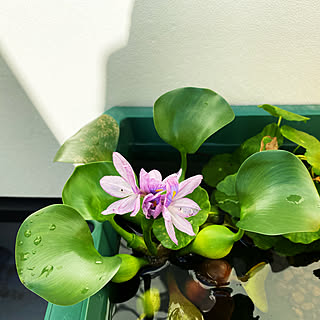 ホテイアオイの花のインテリア実例 Roomclip ルームクリップ