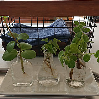 セリア Seria 金屏風のまとめページ Roomclip ルームクリップ