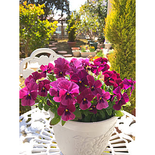 女性の、Other、家族住まいの「棚」についてのインテリア実例