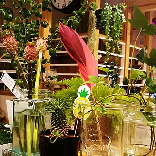 キッチン/ありがとうございます♡/感謝です♡/グリーンのある暮らし/フォロワーさんに感謝♥...などのインテリア実例 - 2017-04-15 20:42:31