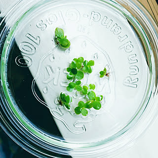 子宝草 窓際のグリーンのインテリア実例 Roomclip ルームクリップ