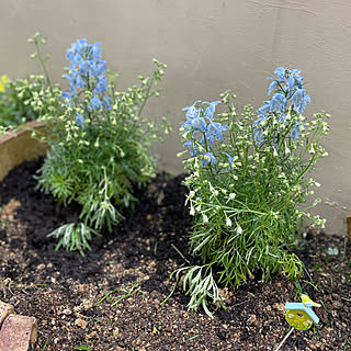 花壇の花 デルフィニウムのインテリア実例 Roomclip ルームクリップ