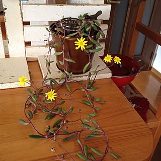 多肉植物の花 ルビーネックレスのインテリア実例 Roomclip ルームクリップ 多肉植物の花 ルビーネックレスのインテリア実例 Roomclip ルームクリップ