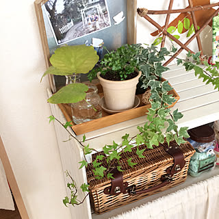 ダイソー 水苔のまとめページ Roomclip ルームクリップ ダイソー 水苔のまとめページ Roomclip ルームクリップ