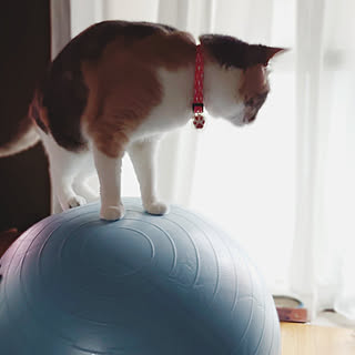 バランスボール ねこと暮らすのおしゃれなアレンジ 飾り方のインテリア実例 Roomclip ルームクリップ