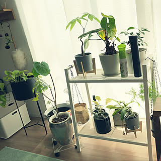 観葉植物 土にまくだけ害虫退治オールスターのインテリア実例 Roomclip ルームクリップ