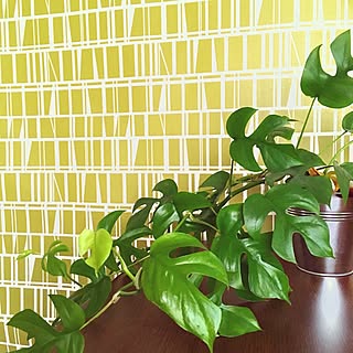 モンステラ サンゲツ壁紙のインテリア実例 Roomclip ルームクリップ