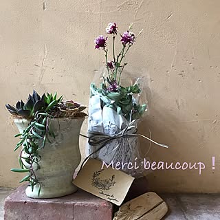 玄関/入り口/2017.5.18/オダマキ/ありがとう♥/多肉寄せ植え♥︎...などのインテリア実例 - 2017-05-18 19:30:20