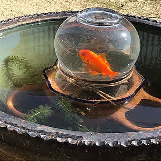 金魚 睡蓮鉢のおしゃれなアレンジ 飾り方のインテリア実例 Roomclip ルームクリップ