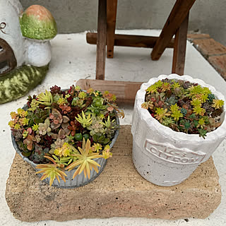 ガーデニング/ガーデニング多肉植物/多肉植物寄せ植え/多肉植物/玄関/入り口...などのインテリア実例 - 2020-01-17 16:45:10