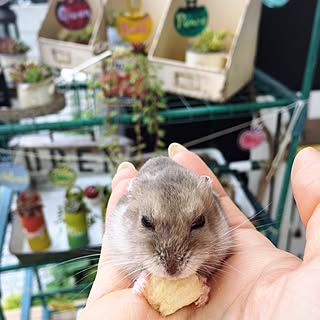 ベッド周り/ハムスター飼ってます◡̈♥︎/ペットとの暮らし/ベッドじゃなくてペット♡/ガーランド...などのインテリア実例 - 2016-05-25 14:04:48