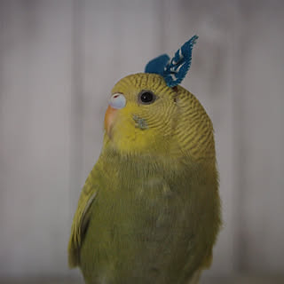 玄関/入り口/フォロワー様に感謝です !/賃貸でも楽しく♪/いいね!ありがとうございます♪/カメラマークが出たので...などのインテリア実例 - 2018-05-30 18:17:51