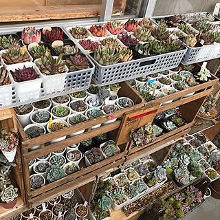 棚/趣味部屋/道産子タニラー/植物/団地...などのインテリア実例 - 2018-06-20 07:03:40