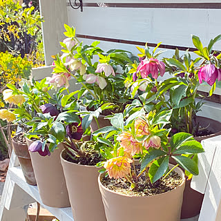 花のある暮らし/花台DIY/クリスマスローズ/2020.2.24/お花のある暮らし...などのインテリア実例 - 2020-02-24 22:10:12