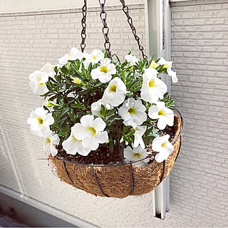 ベランダガーデン/ハンギングバスケット/ミリオンベル/壁/天井のインテリア実例 - 2019-04-18 13:56:58