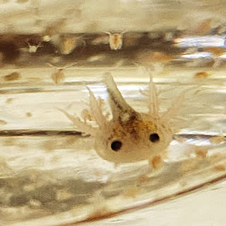 苦手な方ごめんなさい ウーパールーパー赤ちゃんのインテリア実例 Roomclip ルームクリップ