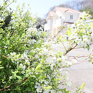 プロヴァンス 花のある暮らし 花のある風景のまとめページ Roomclip ルームクリップ