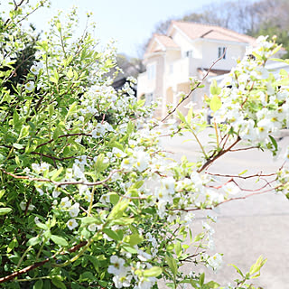 プロヴァンス 花のある暮らし 花のある風景のまとめページ Roomclip ルームクリップ プロヴァンス 花のある暮らし 花のある風景のまとめページ Roomclip ルームクリップ