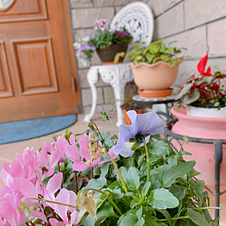 アイアンスタンド/〇〇のある暮らし/パーマストーン/2020.1.24/テラコッタ...などのインテリア実例 - 2020-01-24 15:41:46